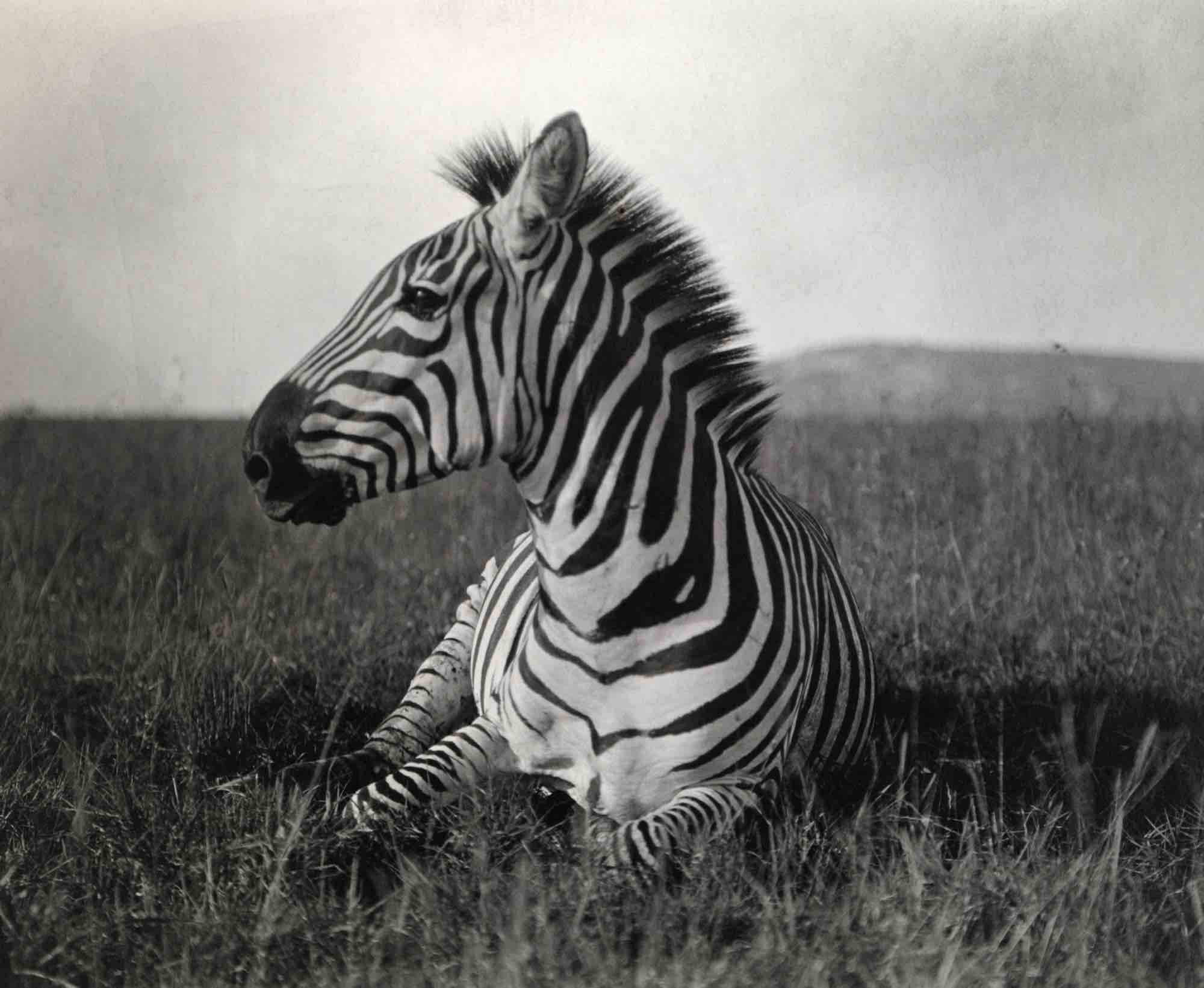 Zebre